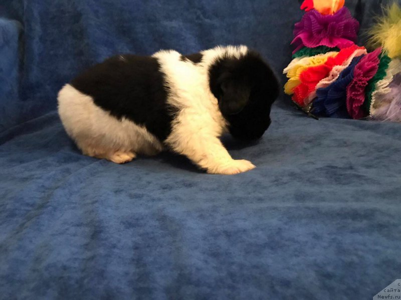 Фотография № 224860