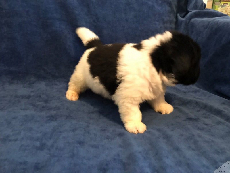 Фотография № 224861