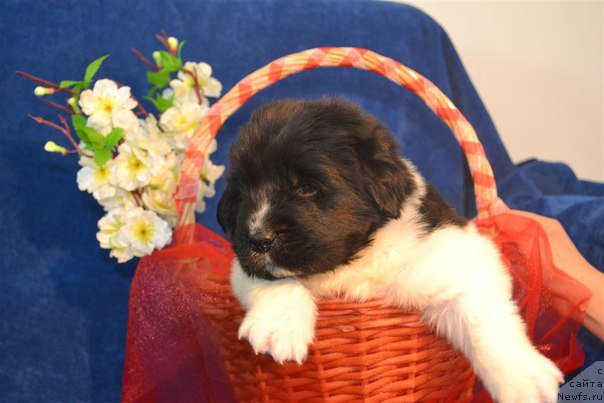 Фотография № 224863