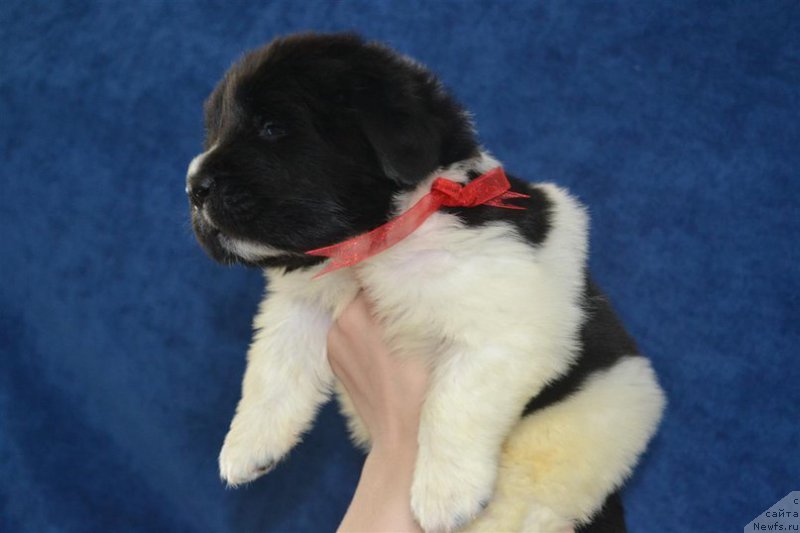 Фото: ньюфаундленд Енигматик Кингд Властелин Души