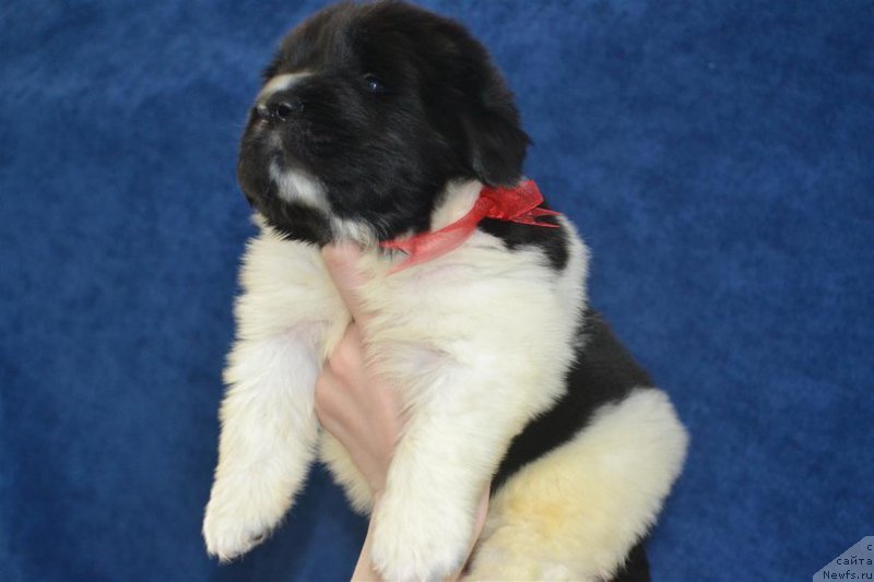 Фото: ньюфаундленд Енигматик Кингд Властелин Души