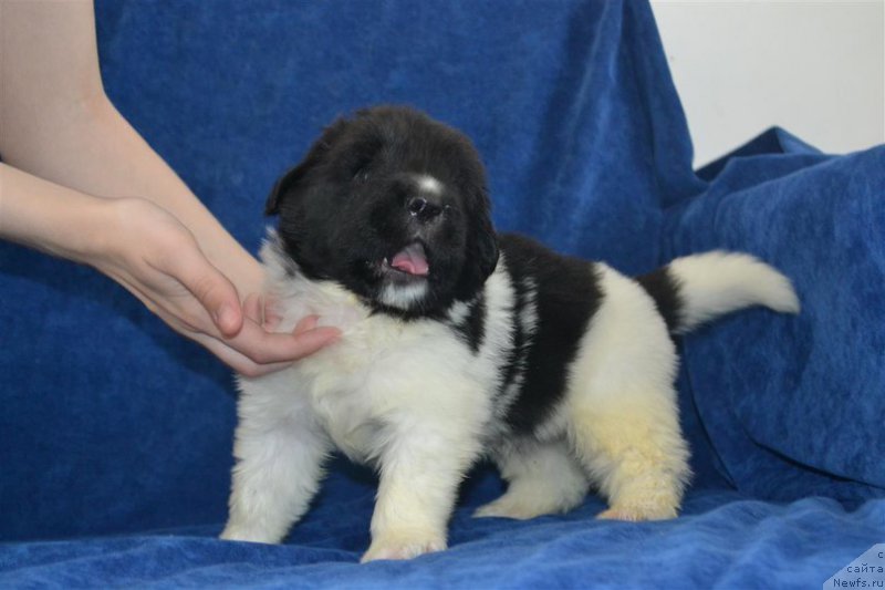 Фотография № 224866