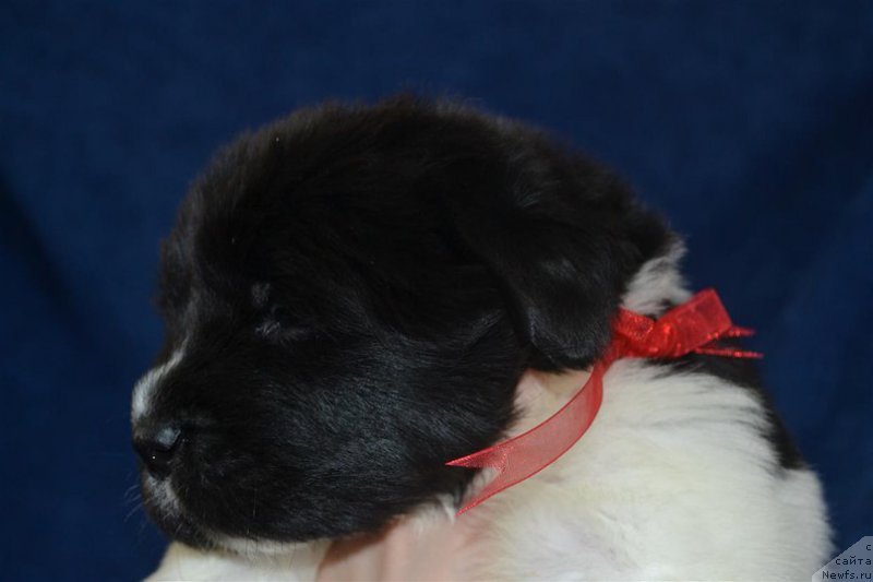 Фото: ньюфаундленд Енигматик Кингд Властелин Души