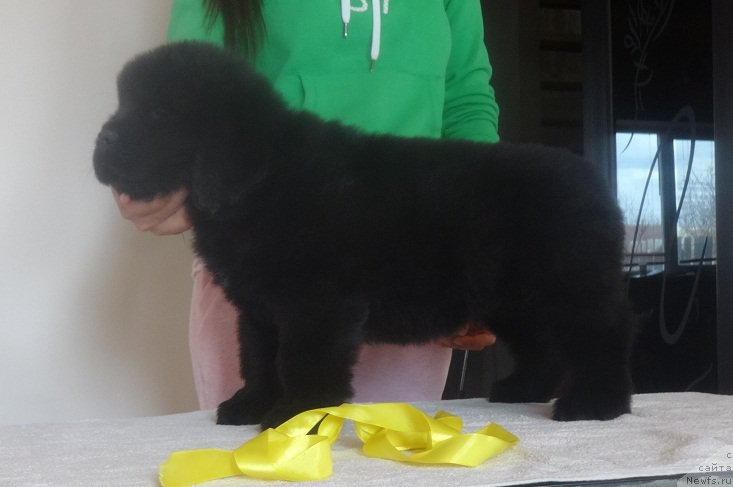 Фото: ньюфаундленд Ньюфорт Бавария