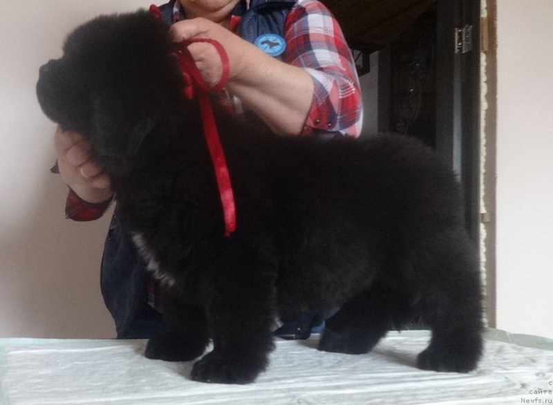 Фото: ньюфаундленд Ньюфорт Бавария