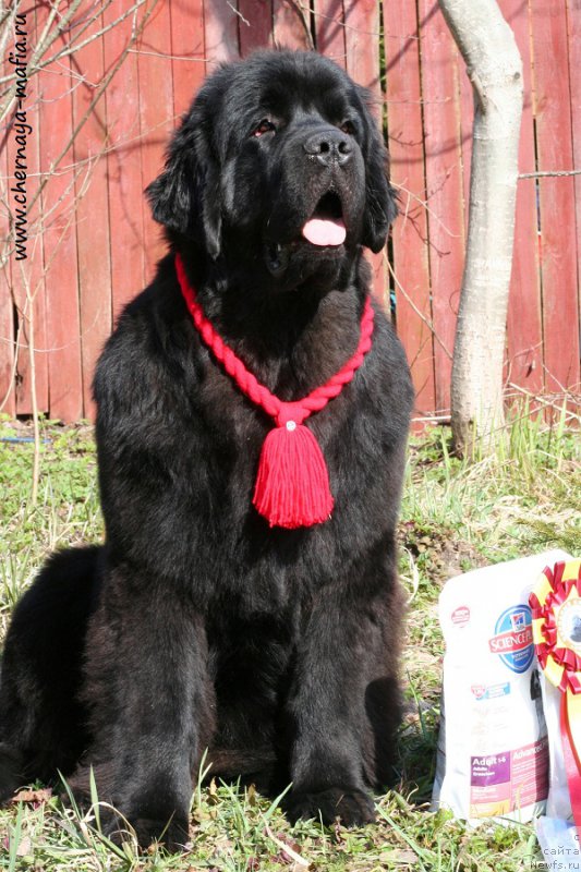 Фото: ньюфаундленд Черная Мафия Бекаусе И Ам Вортх Ит (Chernaya Mafia Because I Am Worth It)