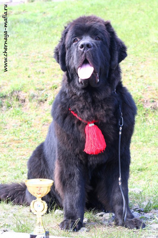 Фото: ньюфаундленд Черная Мафия Блуес Ин Тхе Нигхт (Chernaya Mafia Blues In The Night)