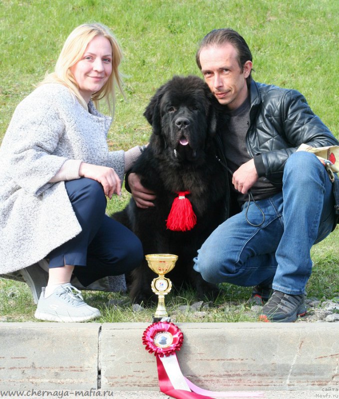 Фото: ньюфаундленд Черная Мафия Блуес Ин Тхе Нигхт (Chernaya Mafia Blues In The Night)