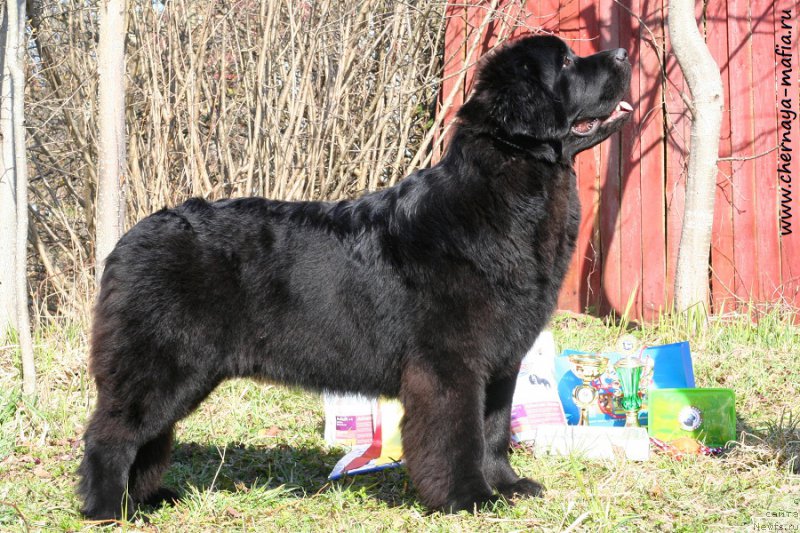 Фото: ньюфаундленд Черная Мафия Бекаусе И Ам Вортх Ит (Chernaya Mafia Because I Am Worth It)