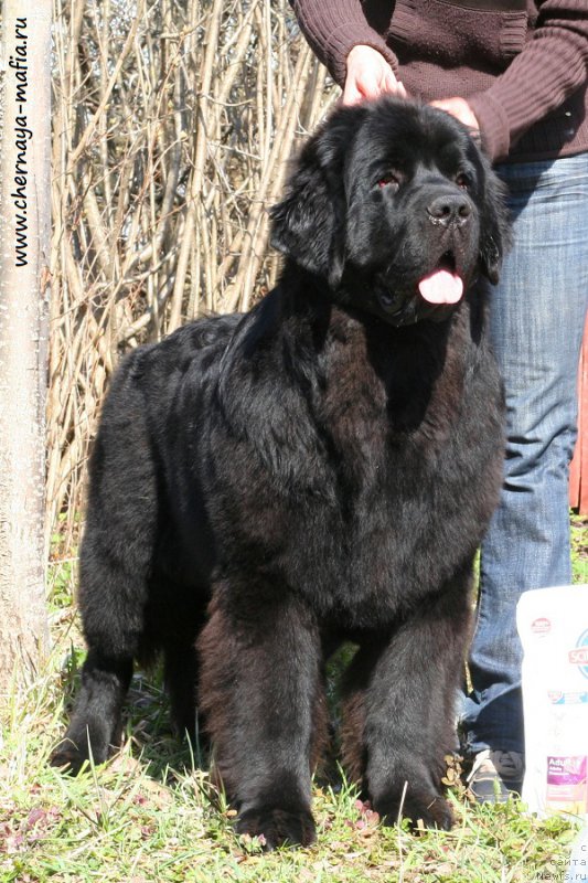 Фото: ньюфаундленд Черная Мафия Бекаусе И Ам Вортх Ит (Chernaya Mafia Because I Am Worth It)