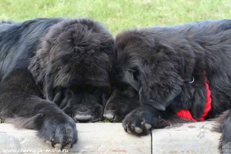 Фото: ньюфаундленд Черная Мафия Блуес Ин Тхе Нигхт (Chernaya Mafia Blues In The Night), ньюфаундленд Черная Мафия Бекаусе И Ам Вортх Ит (Chernaya Mafia Because I Am Worth It)