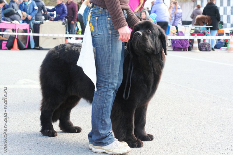 Фото: ньюфаундленд Черная Мафия Бекаусе И Ам Вортх Ит (Chernaya Mafia Because I Am Worth It)