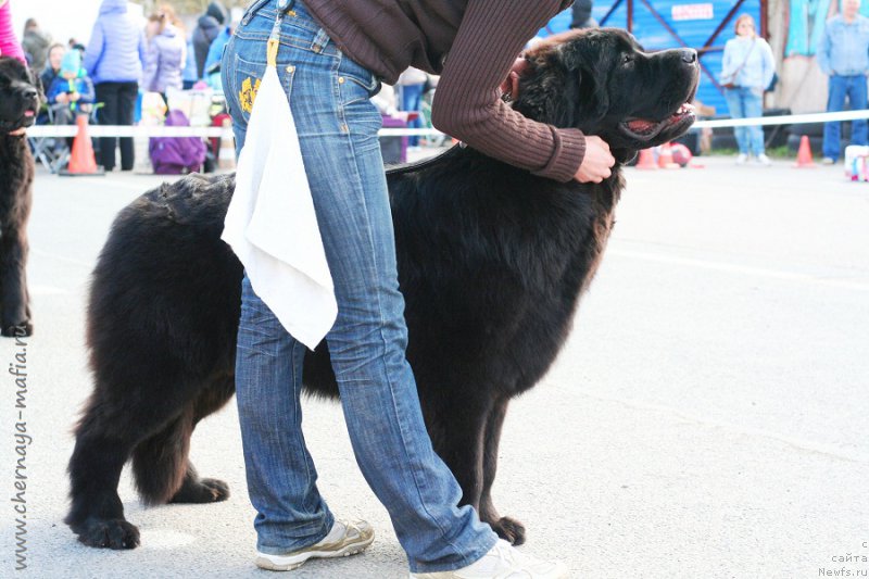 Фото: ньюфаундленд Черная Мафия Бекаусе И Ам Вортх Ит (Chernaya Mafia Because I Am Worth It)