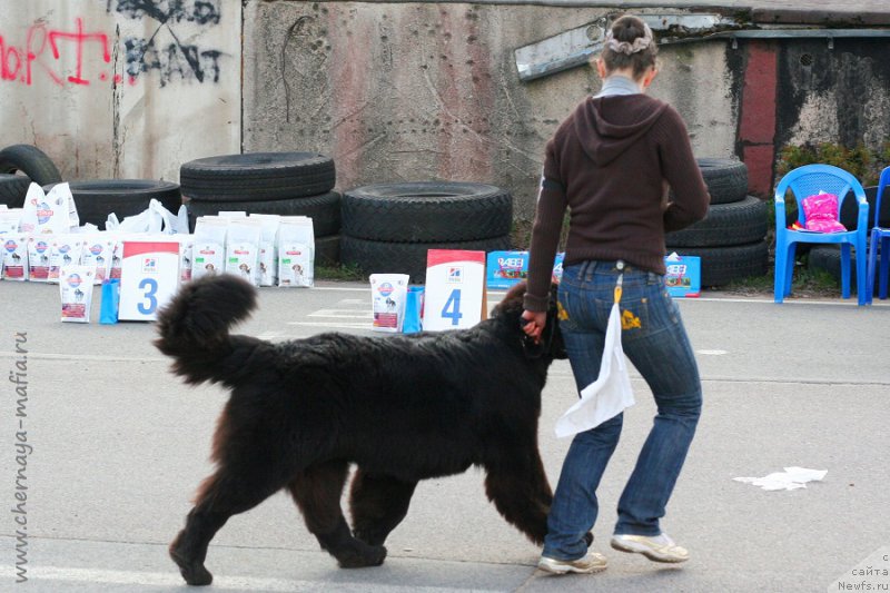 Фото: ньюфаундленд Черная Мафия Бекаусе И Ам Вортх Ит (Chernaya Mafia Because I Am Worth It)