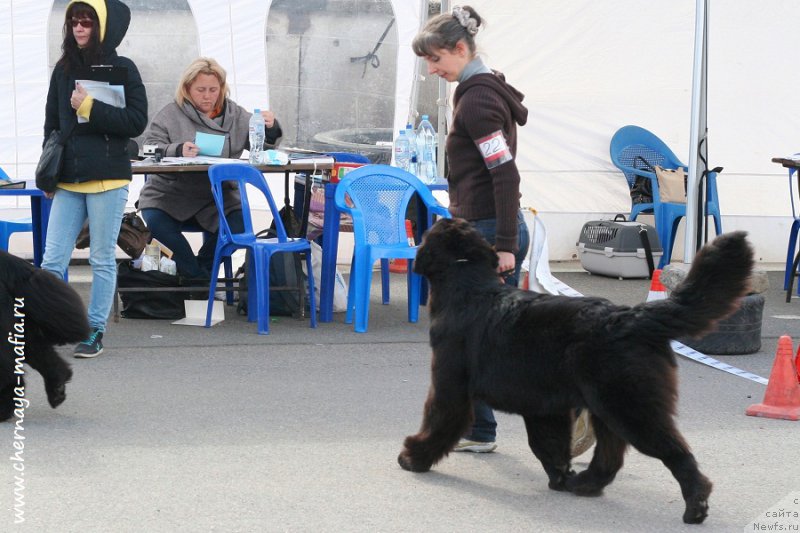 Фото: ньюфаундленд Черная Мафия Бекаусе И Ам Вортх Ит (Chernaya Mafia Because I Am Worth It)