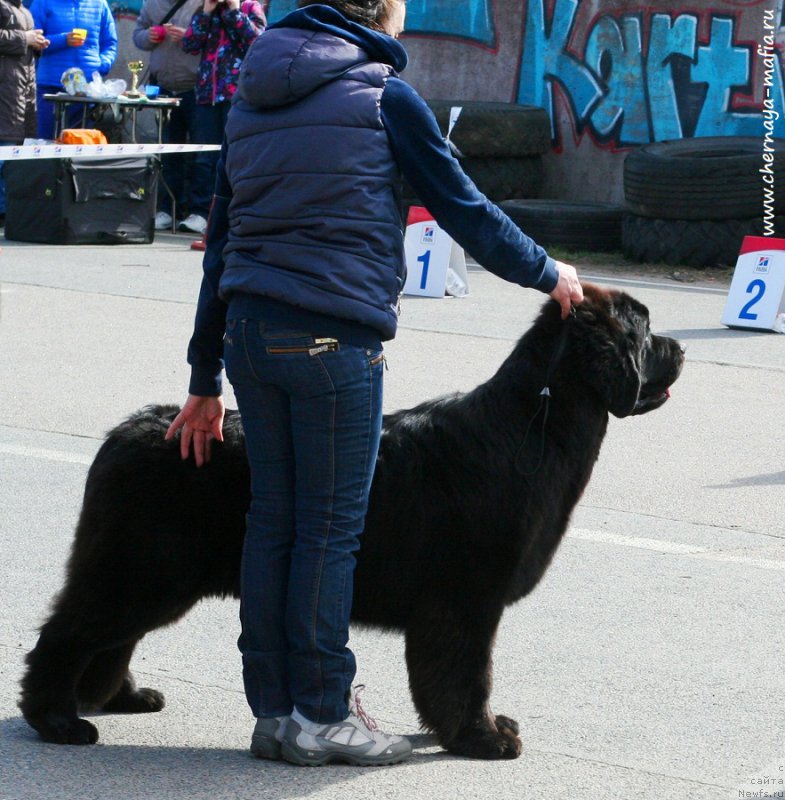 Фото: ньюфаундленд Черная Мафия Бекаусе И Ам Вортх Ит (Chernaya Mafia Because I Am Worth It)