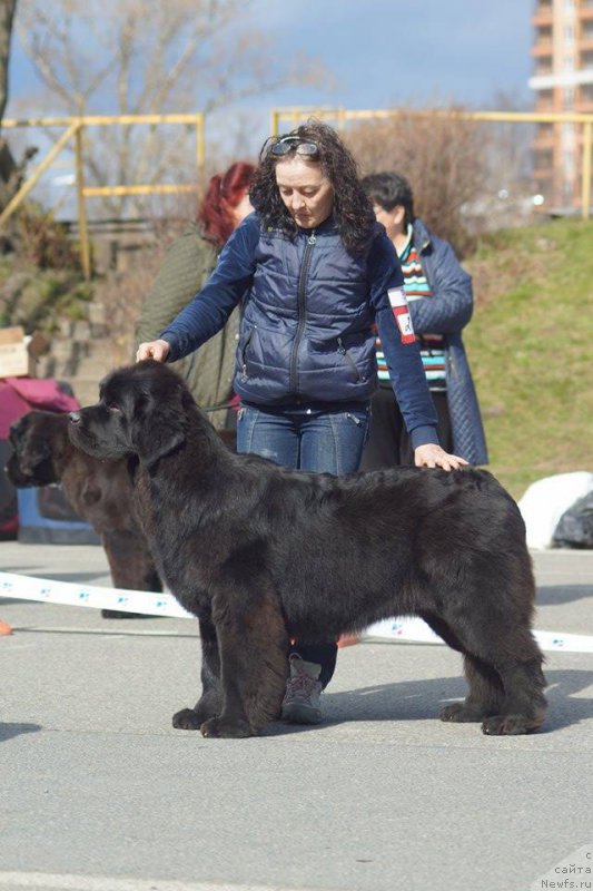 Фото: ньюфаундленд Черная Мафия Бекаусе И Ам Вортх Ит (Chernaya Mafia Because I Am Worth It), Ольга Королева