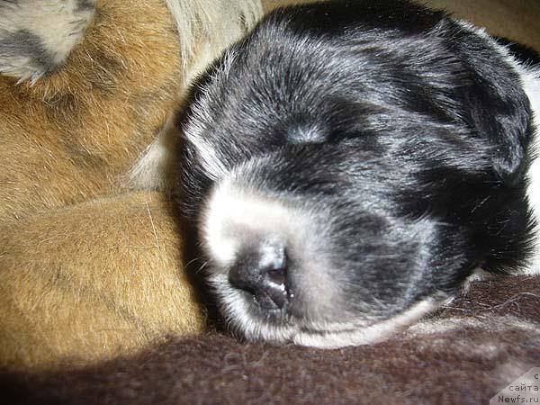 Фото: ньюфаундленд Супер Бизон Гера