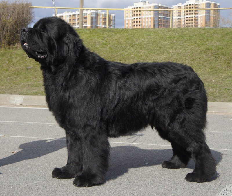 Фото: ньюфаундленд Jonathan Poursmigar iz Volotova