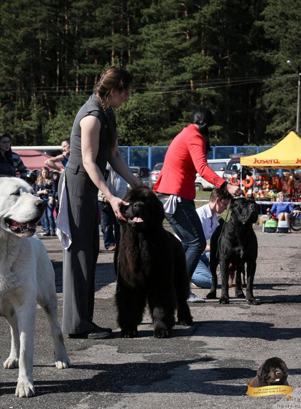 Фото: Виктор Хрищанович, ньюфаундленд И’м Mинт ту би зэ Топ из Волотова (I’m Meant to be The Top iz Volotova)
