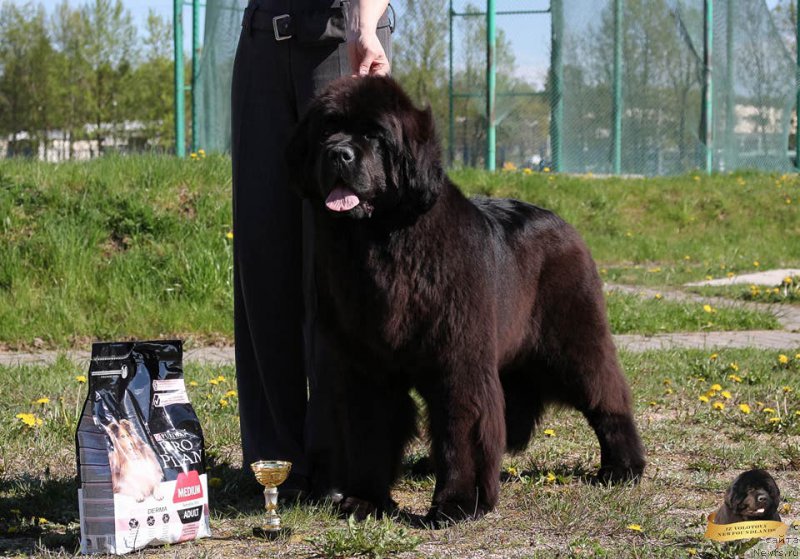 Фото: Виктор Хрищанович, ньюфаундленд И’м Mинт ту би зэ Топ из Волотова (I’m Meant to be The Top iz Volotova)