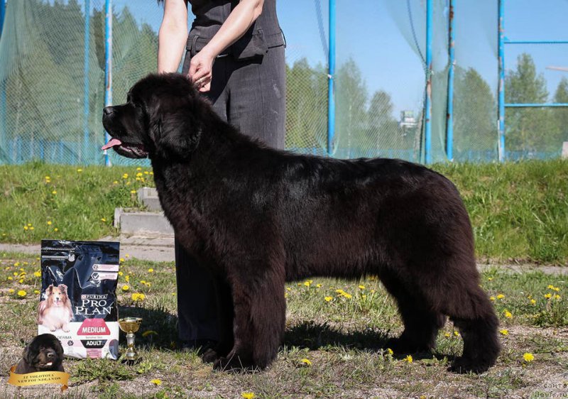 Фото: Виктор Хрищанович, ньюфаундленд И’м Mинт ту би зэ Топ из Волотова (I’m Meant to be The Top iz Volotova)