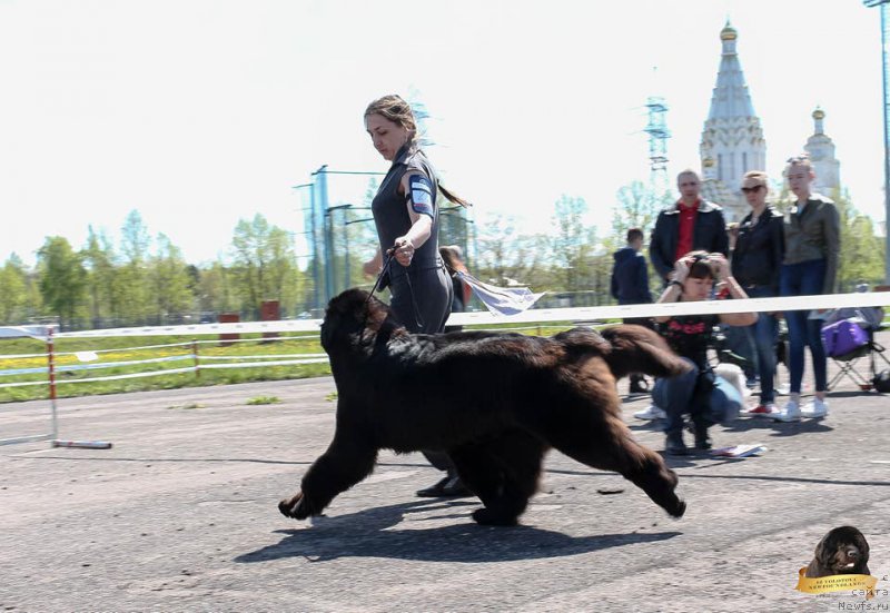 Фото: Виктор Хрищанович, ньюфаундленд И’м Mинт ту би зэ Топ из Волотова (I’m Meant to be The Top iz Volotova)