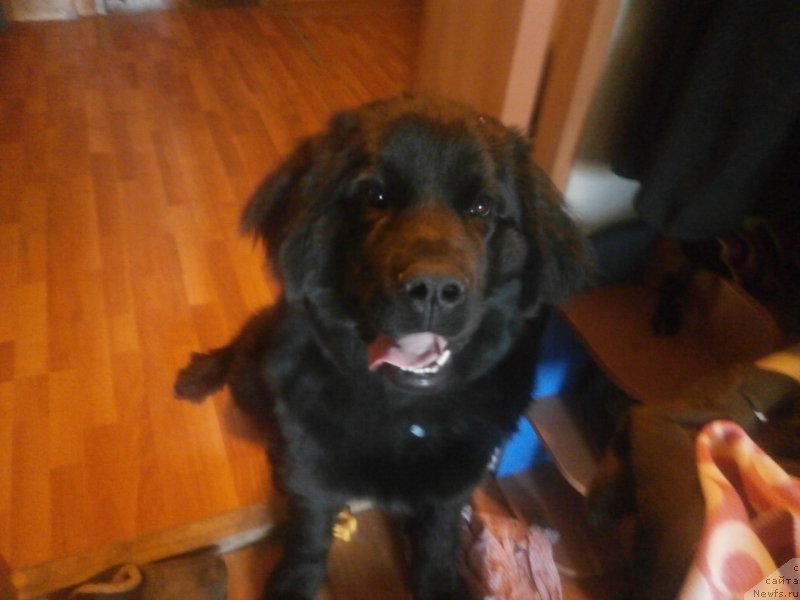 Фото: ньюфаундленд Купава Красавица Водяная Лилия