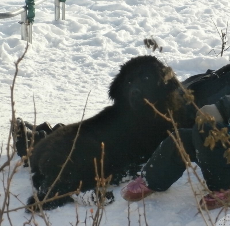 Фото: ньюфаундленд Купава Красавица Водяная Лилия