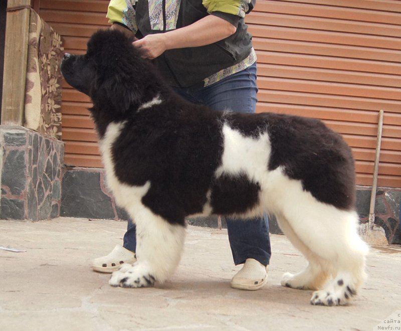 Фотография № 224939