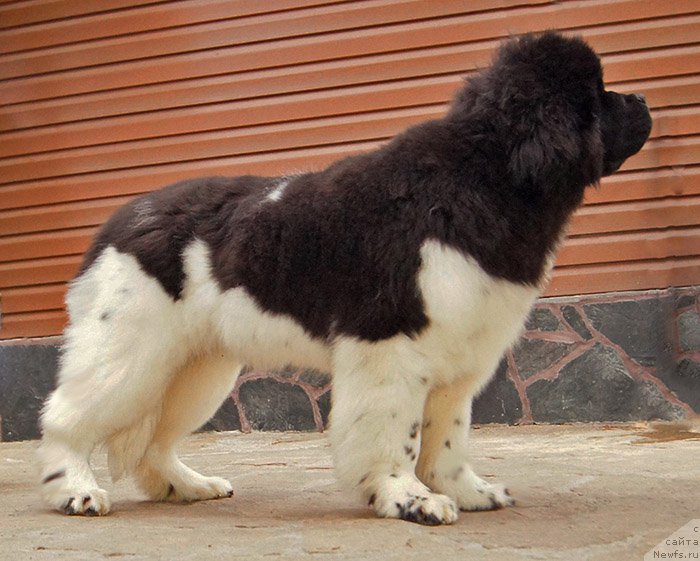 Фото: ньюфаундленд Супер Бизон Тагор