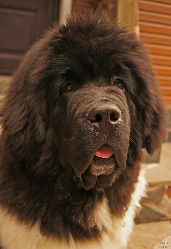 Фото: ньюфаундленд Супер Бизон Тагор