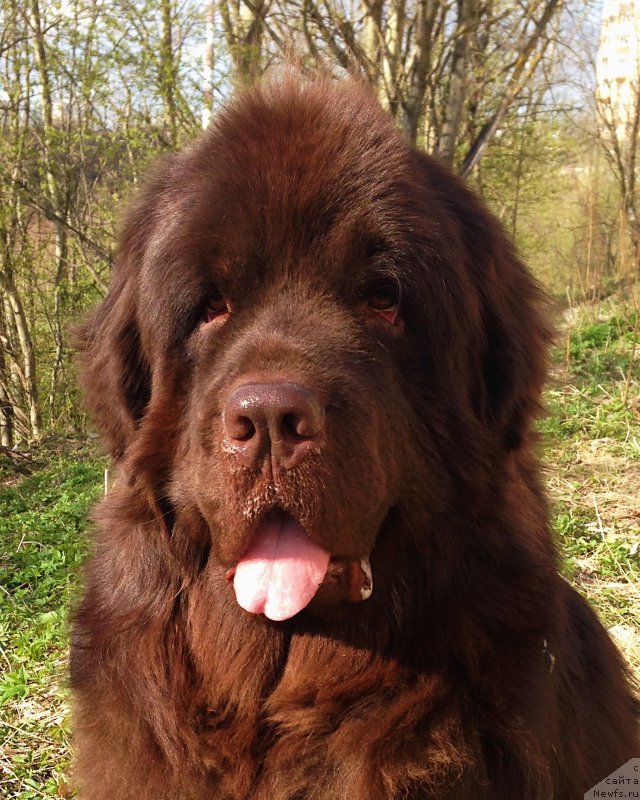 Фото: ньюфаундленд Альфа Дар Окса Виват