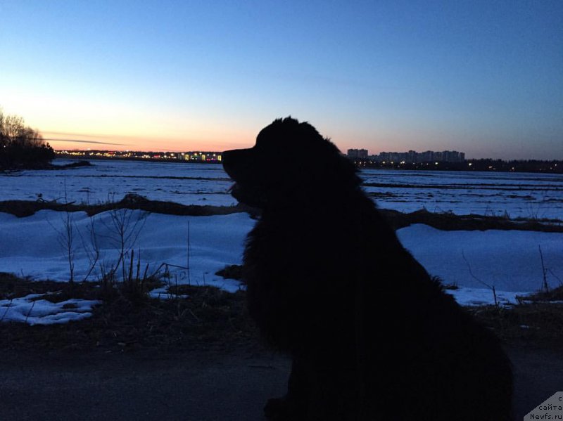 Фото: ньюфаундленд Енигматик Кингд Аристократ (Enigmatic kingd Аristocrat)