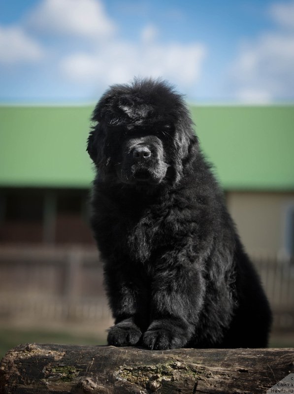 Фото: Much Better Kilniosi Sirdis