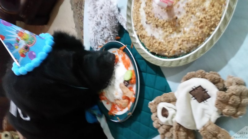 Фото: ньюфаундленд Питерньюф Чао-Какао