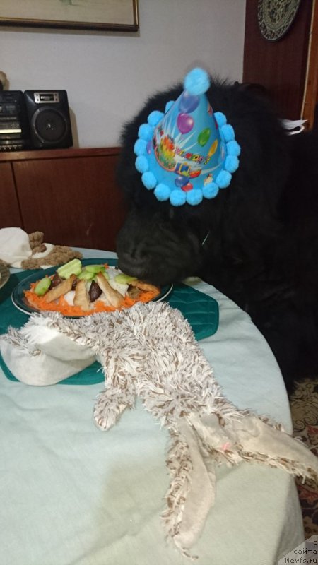 Фото: ньюфаундленд Питерньюф Чао-Какао