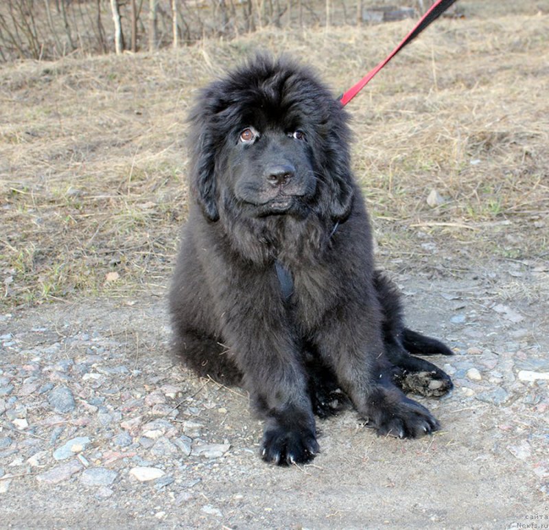 Фото: ньюфаундленд Браунблад MCК Лэджендари Норс (Brownblood MSK Lagendary North)