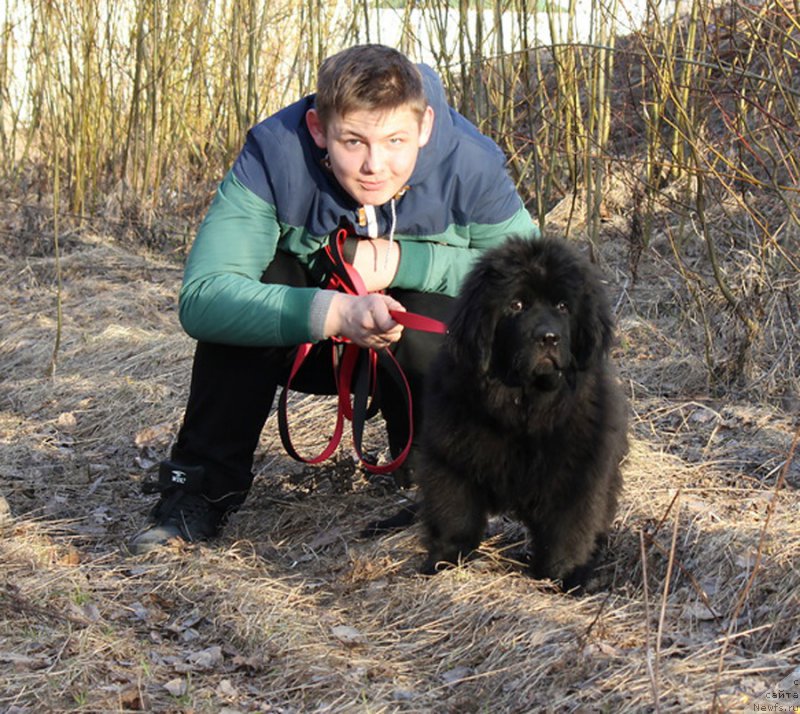 Фото: ньюфаундленд Браунблад MCК Лэджендари Норс (Brownblood MSK Lagendary North)