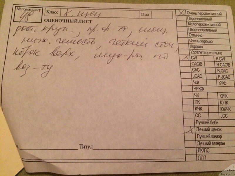 Фото: ньюфаундленд Викинг от Карельских Медведей (Viking ot Karelskikh Medvedey)