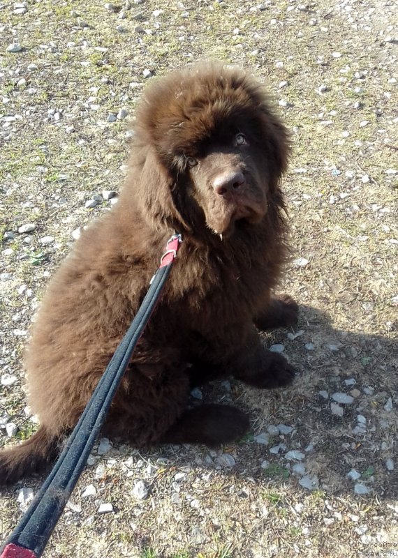 Фото: ньюфаундленд Браунблад  МСК Лион Лаби-Рони (Brownblood MSK Lyon Labi-Roni)