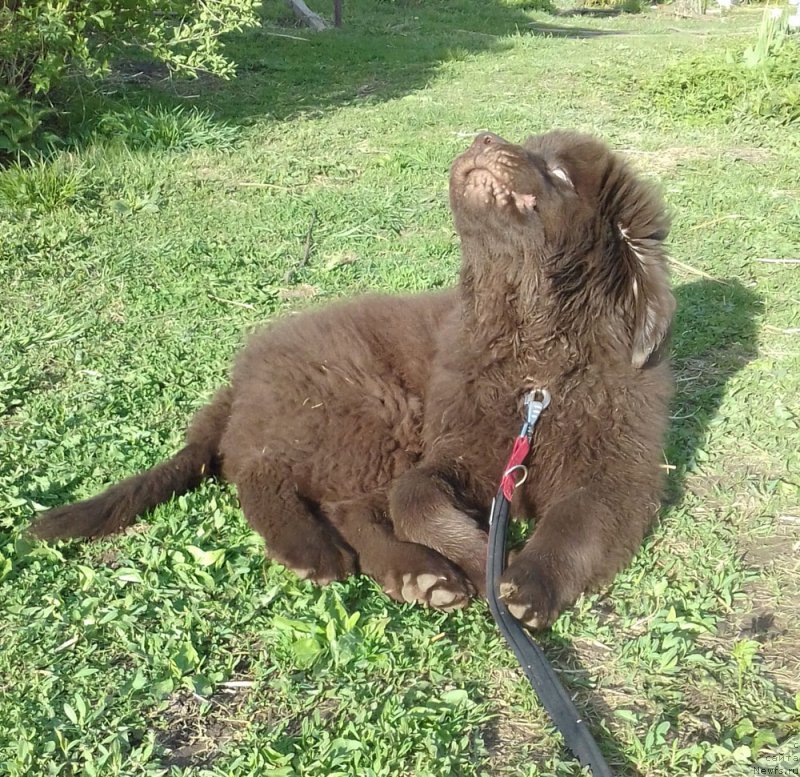 Фото: ньюфаундленд Браунблад  МСК Лион Лаби-Рони (Brownblood MSK Lyon Labi-Roni)
