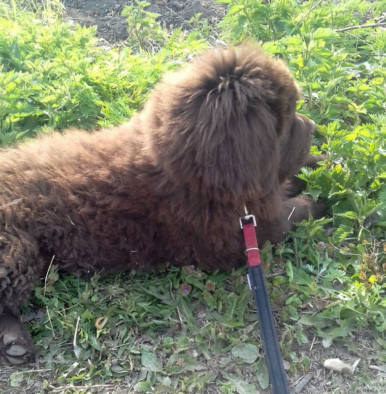 Фото: ньюфаундленд Браунблад  МСК Лион Лаби-Рони (Brownblood MSK Lyon Labi-Roni)