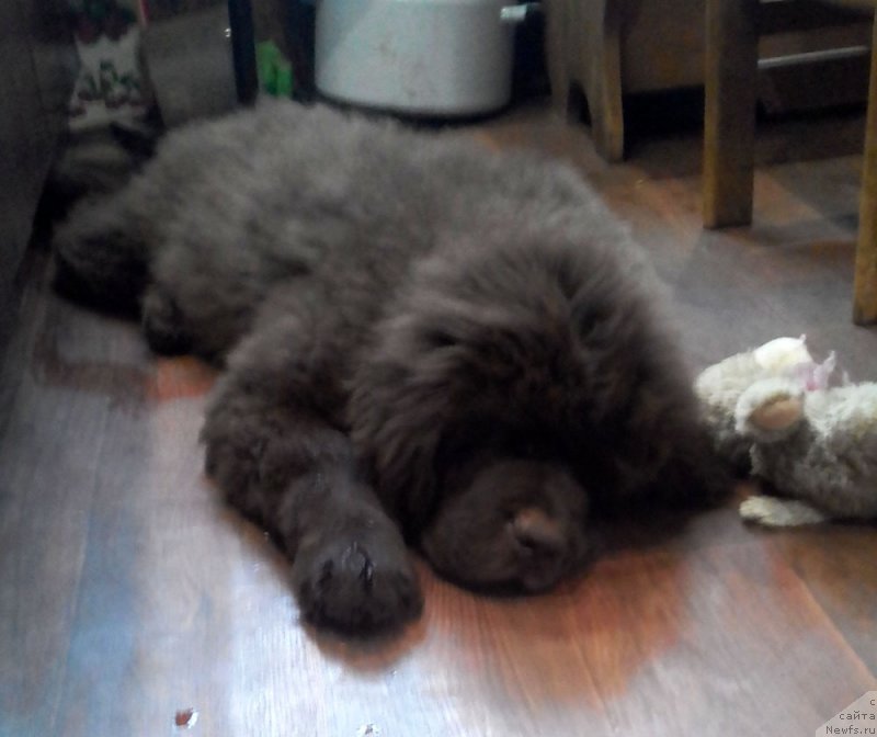 Фото: ньюфаундленд Браунблад  МСК Лион Лаби-Рони (Brownblood MSK Lyon Labi-Roni)