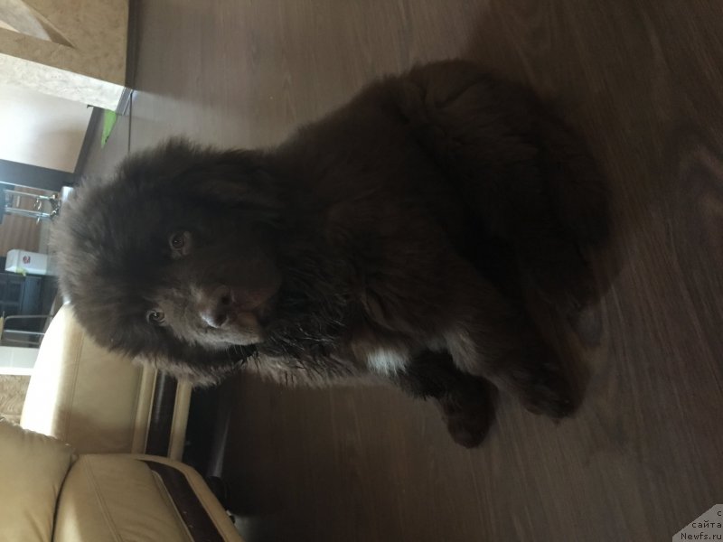 Фото: ньюфаундленд Апофеоз Богов Зевс