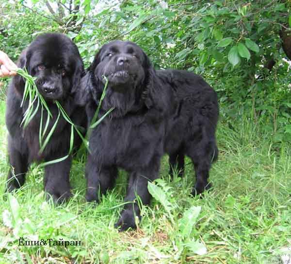 Фото: ньюфаундленд Тайран Алихан