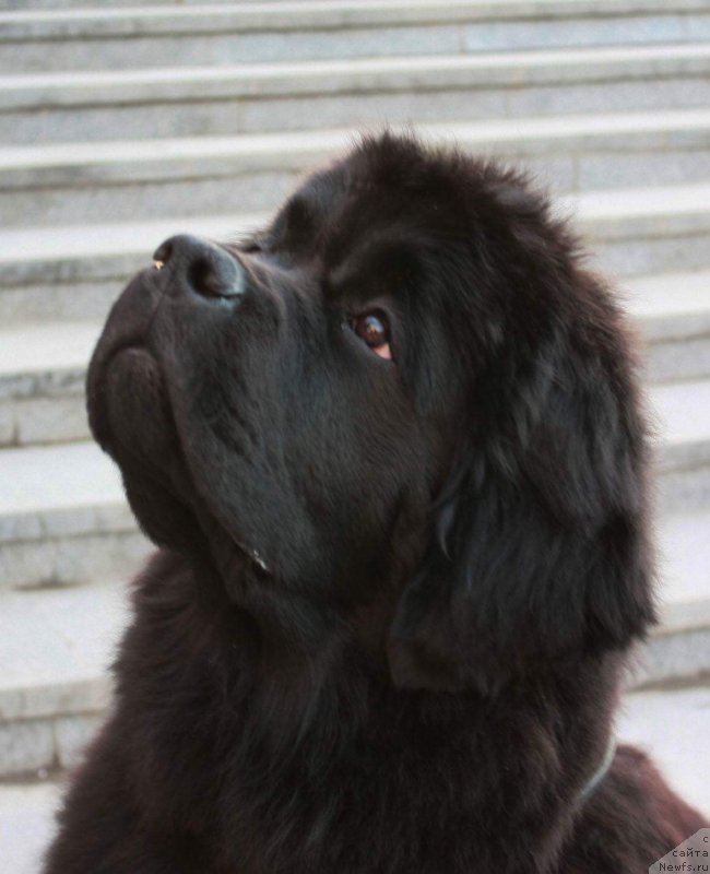 Фото: ньюфаундленд Моон Броок Египтиан Куиин (Moon Brook Egyptian Queen)