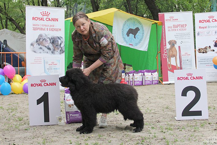 Фото: ньюфаундленд Акватория Келвин Лаврентий