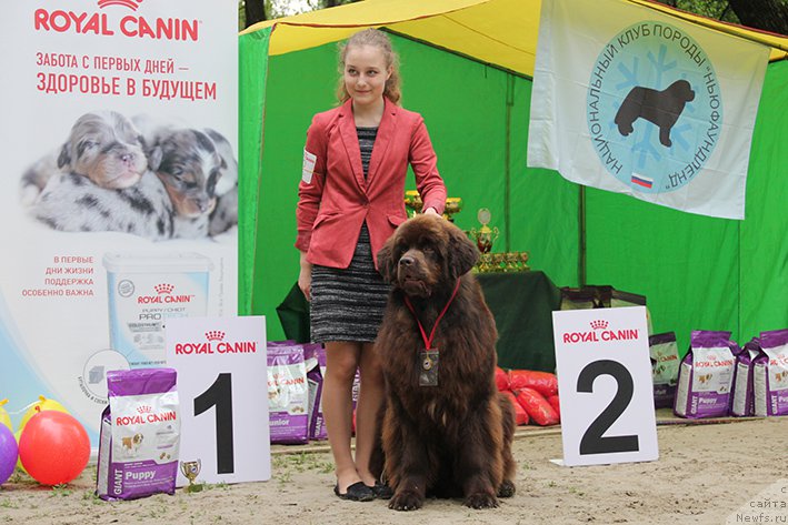 Фото: ньюфаундленд Локи Гуд оф Файер