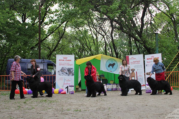 Фото: ньюфаундленд Терра Виктория Богемная Львица, ньюфаундленд Ифиджения с Берега Дона (Ifidzheniya s Berega Dona), ньюфаундленд Акватория Келвин Жасмин (Aquatoriya Kelvin Zhasmin), ньюфаундленд Жемчужина Кубани Зира (Zhemchuzhina Kubani Zira)